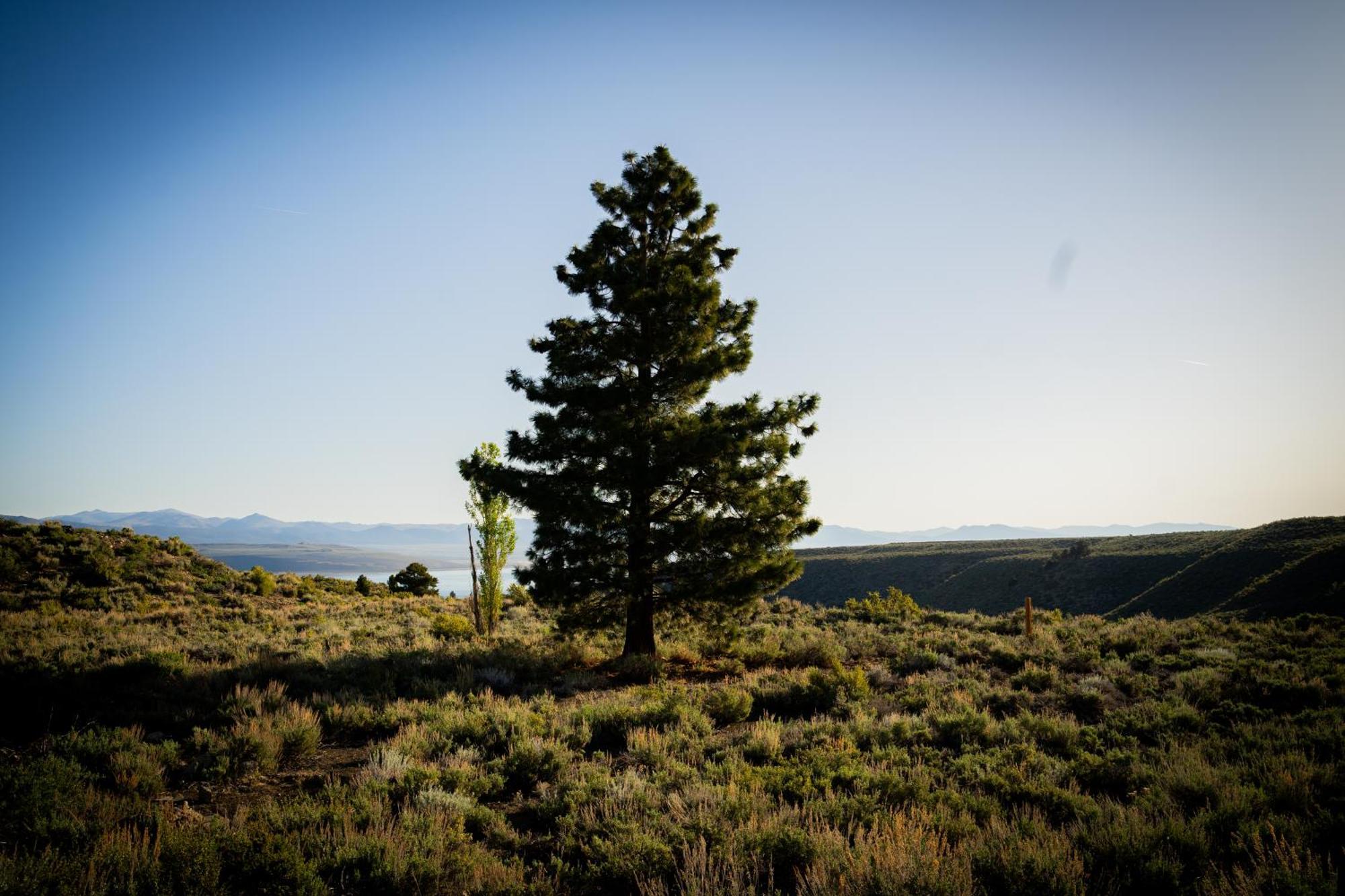 Yosemite Gateway Motel Lee Vining Luaran gambar